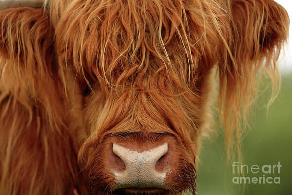 Highland Cow Art Print featuring the photograph Portrait of a Highland Cow by Maria Gaellman