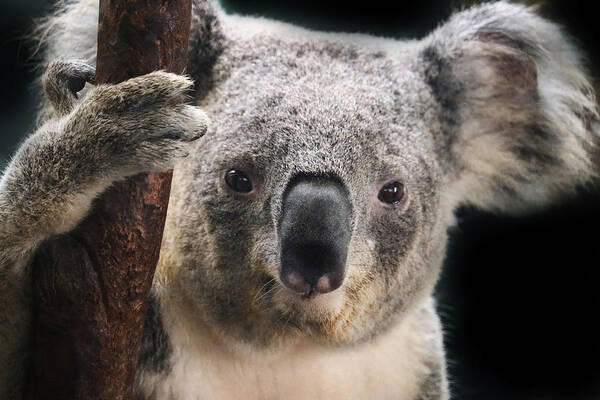 Animal
Wildlife
Koala
Koala Art Print featuring the photograph Portrait Of A Koala Bear by Robin Wechsler