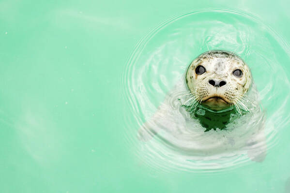 Standing Water Art Print featuring the photograph Portrait Of A Seal In Water by Jaime Kowal