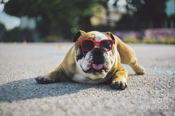Pets Art Print featuring the photograph Portrait Of Dog In Sunglasses Lying On by Mirko Giambanco