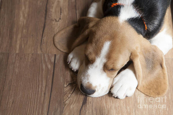 Flooring Art Print featuring the photograph Portrait Of Young Beagle Dog Lying by Champiofoto
