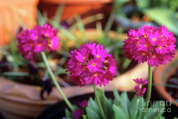 United Kingdom Art Print featuring the photograph Primula by Jane Sugarman/science Photo Library