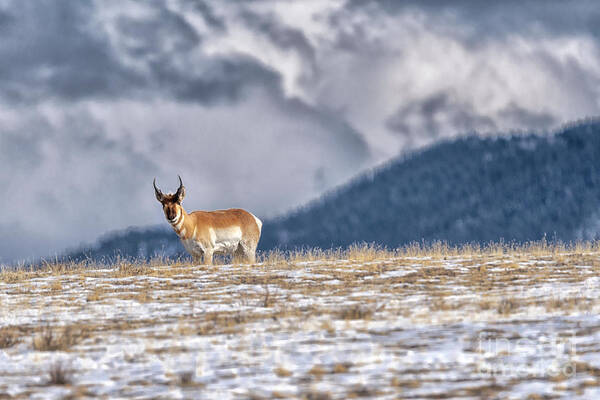 Pronghorn Art Print featuring the photograph Pronghorn by Bitter Buffalo Photography