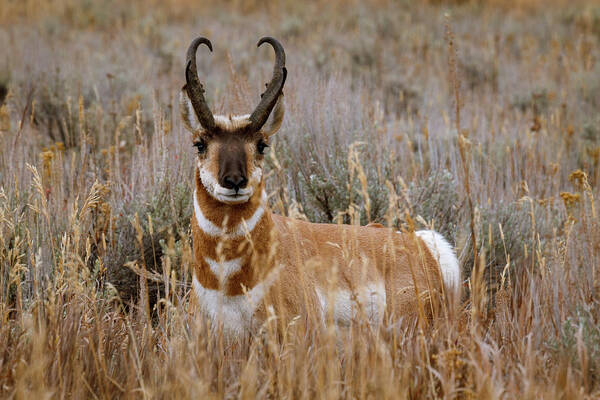 Grand Teton National Park Art Print featuring the photograph Pronghorn in the Sage by Catherine Avilez