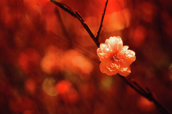 Chinese Culture Art Print featuring the photograph Prunus Mume by By Noircorner (jacqueline Kwok)