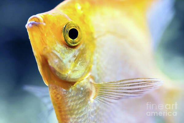 Fish Art Print featuring the photograph Pterophyllum Scalare yellow angel fish head macro selective focus by Gregory DUBUS