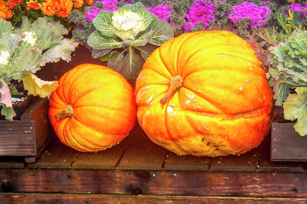 Pumpkins Art Print featuring the photograph Pumpkins of Autumn by Cathy Anderson