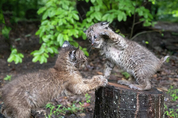Bobcat Art Print featuring the photograph Punch to face slow you down by Dan Friend