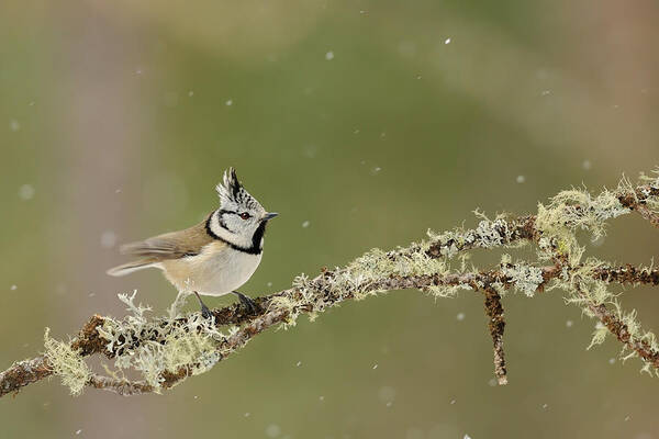 Tit Art Print featuring the photograph Punk Tit by Marco Pozzi