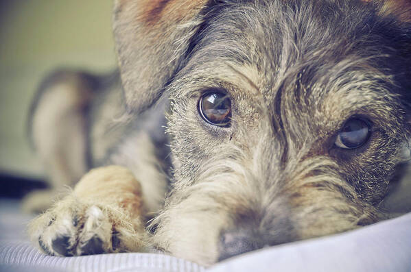 Pets Art Print featuring the photograph Puppy Dog by Emily Hall Photography
