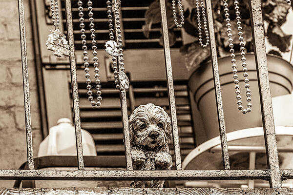 Photo Art Print featuring the photograph Puppy with a view by Jason Hughes