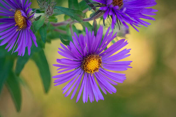 Aster Art Print featuring the photograph Purple Aster Standing Out by Linda Bonaccorsi