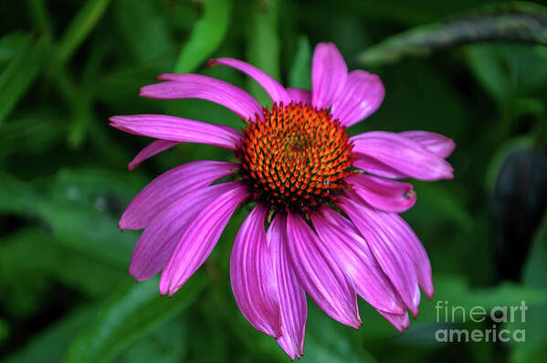 Michelle Meenawong Art Print featuring the photograph Purple Cone Flower by Michelle Meenawong