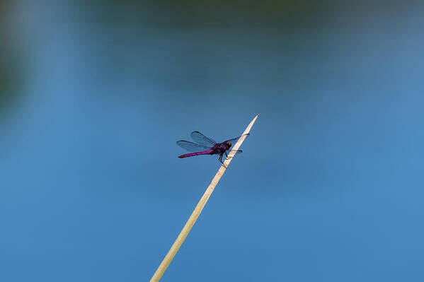 Dragonfly Art Print featuring the photograph Purple Dragonfly by Douglas Killourie