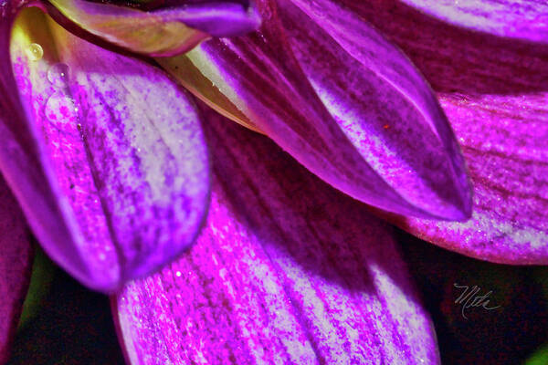 Macro Photography Art Print featuring the photograph Purple Petals by Meta Gatschenberger