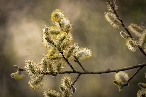 April Art Print featuring the photograph Pussy Willow by Chris Smith