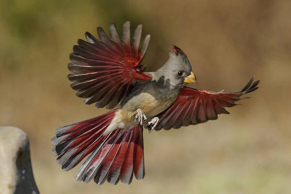 Songbird Art Print featuring the photograph Pyrrholoxia by Myer Bornstein - Photo Bee 1