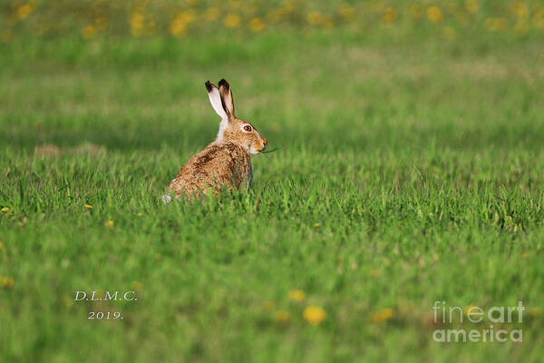 Landscape Art Print featuring the photograph Rabbit Chews by Donna L Munro