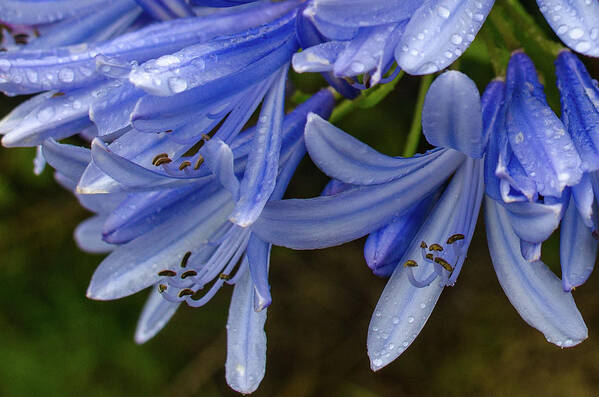 Alii Kula Lavender Farm Art Print featuring the photograph Rain Drops on Blue Flower by Jeff Phillippi