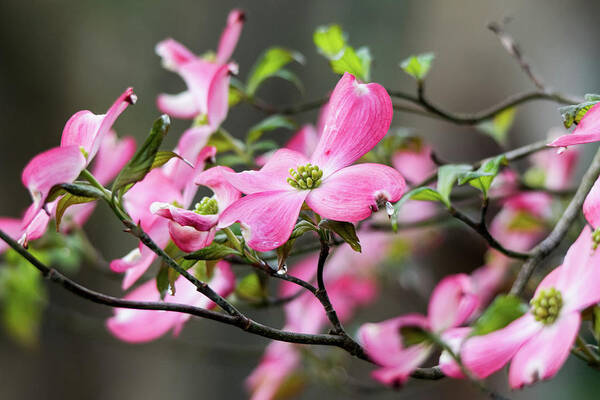 Pink Art Print featuring the photograph Raindrops on Dogwoods by Mary Ann Artz