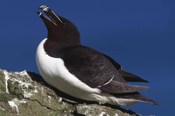 Alca Art Print featuring the photograph Razorbill On Rock by Nhpa
