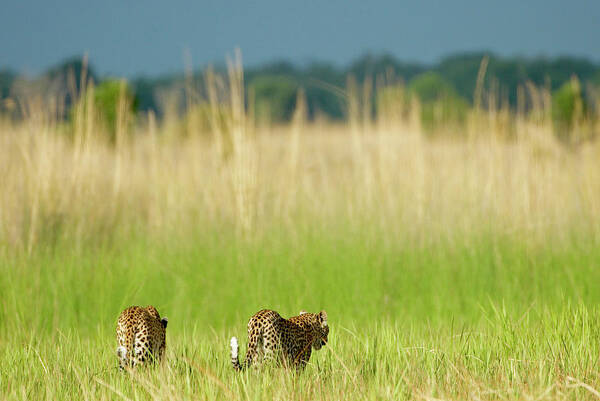 Grass Family Art Print featuring the photograph Rear View Of Leopard Panthera Pardus by Shem Compion