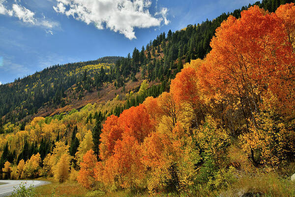 Colorado Art Print featuring the photograph Red Aspens Along Highway 133 by Ray Mathis