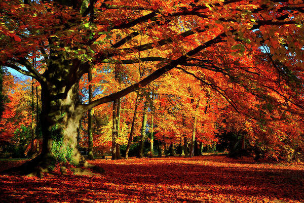 Autumn Art Print featuring the photograph Red Autumn by Philippe Sainte-Laudy