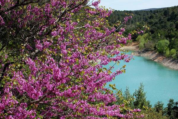 Tree Art Print featuring the photograph Red Bud and Turquoise Lake by Sarah Lilja