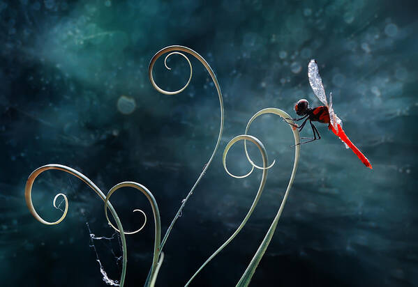 Dragonfly Art Print featuring the photograph Red Dragonfly by Abdul Gapur Dayak