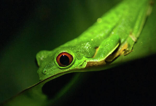 Animal Wildlife Art Print featuring the photograph Red-eyed Tree Frog by By Sathish Jothikumar