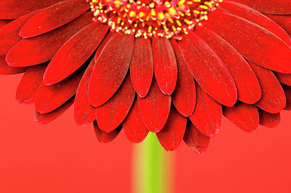 Red Gerbera On Red 04 Art Print featuring the photograph Red Gerbera On Red 04 by Tom Quartermaine