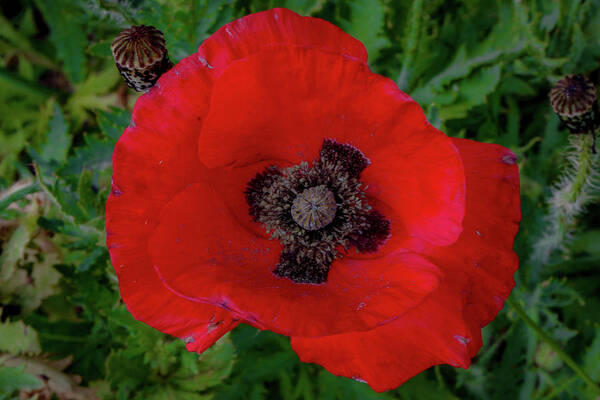 Flower Art Print featuring the photograph Red Poppy by Lora J Wilson
