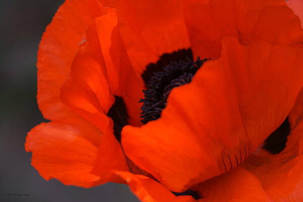 Poppy Art Print featuring the photograph Red Poppy by Tracey Vivar