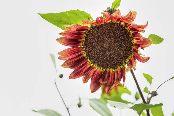 Sunflower Art Print featuring the photograph Red Sunflower 01041 by Kristina Rinell