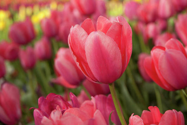 In A Row Art Print featuring the photograph Red Tulips In Garden by John & Lisa Merrill