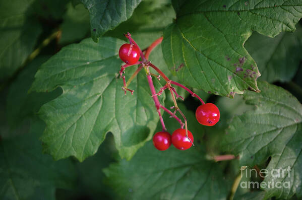 Michelle Meenawong Art Print featuring the photograph Red Wild Berries by Michelle Meenawong