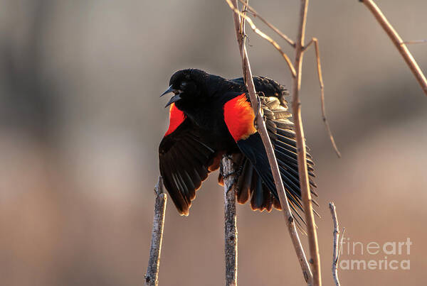 Bird Art Print featuring the photograph Red Winged Black Bird by Sandra J's