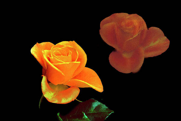 Rose Art Print featuring the photograph Reflecting Rose by Ira Marcus