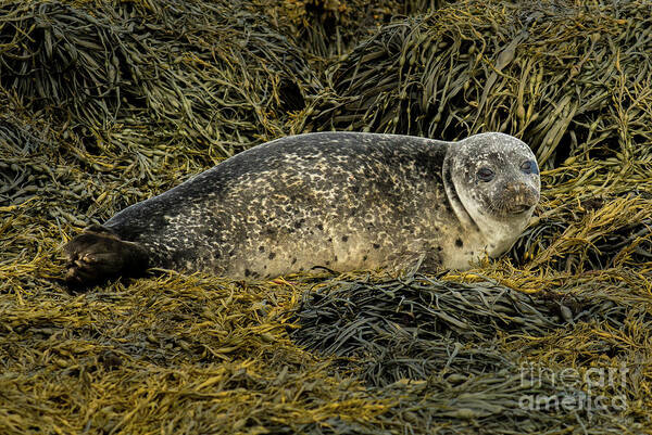 Animal Art Print featuring the photograph Relaxing Common Seal At The Coast Near Dunvegan Castle On The Isle Of Skye In Scotland by Andreas Berthold