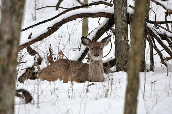 Deer Art Print featuring the photograph Resting Deer by Daniel T DuLany