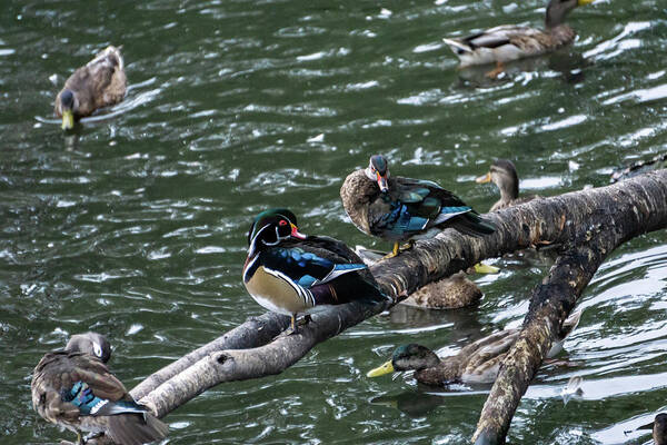 Duck Art Print featuring the photograph Resting Ducks by Rob Olivo