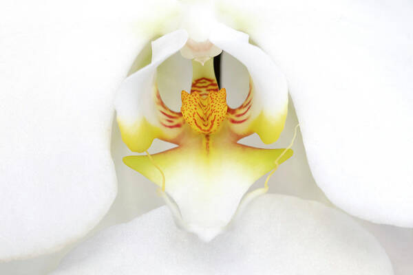 Orchid Art Print featuring the photograph Reverence by Patty Colabuono