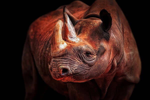 Rhino Art Print featuring the photograph Rhino Posing by Antje Wenner-braun