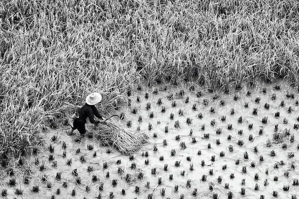 China Art Print featuring the photograph Rice harvest scene in China, black and white by Delphimages Photo Creations