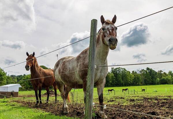 Horse Art Print featuring the photograph Ride by Terri Hart-Ellis