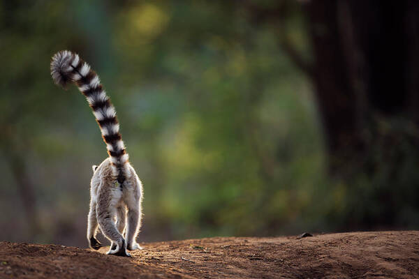 Animal Themes Art Print featuring the photograph Ring-tailed Lemur Walking Away Rear View by Anup Shah