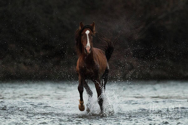 Action Art Print featuring the photograph River Run 2 by Shannon Hastings