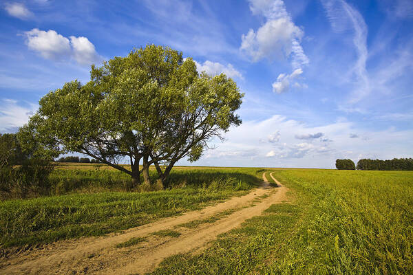 Grass Art Print featuring the photograph Road In A Field Near Lonely Tree by Picha
