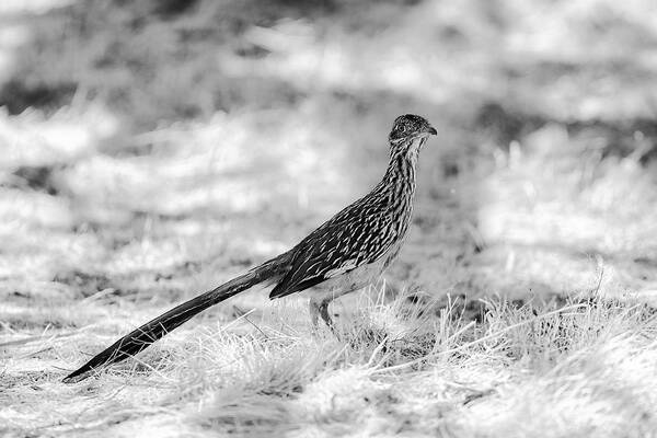 Roadrunner Art Print featuring the photograph Roadrunner by Andreas Klesse